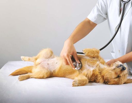 8 Ways to Lower the Risk of Heart Disease in Dogs 8 Ways to Lower the Risk of Heart Disease in Dogs
