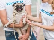 9 Best Gifts for Animal Shelter Employees and Volunteers 9 Best Gifts for Animal Shelter Employees and Volunteers