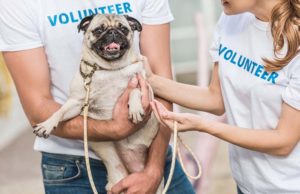9 Best Gifts for Animal Shelter Employees and Volunteers 9 Best Gifts for Animal Shelter Employees and Volunteers
