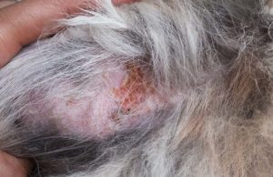 9 Causes of Folliculitis in Dogs and How to Treat Them 9 Causes of Folliculitis in Dogs and How to Treat Them