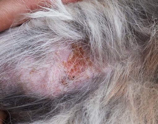 9 Causes of Folliculitis in Dogs and How to Treat Them 9 Causes of Folliculitis in Dogs and How to Treat Them