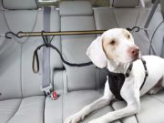 5 Best Car Ziplines for Dogs and How to Choose the Best One