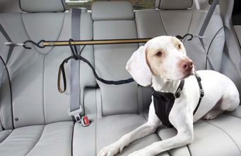 5 Best Car Ziplines for Dogs and How to Choose the Best One