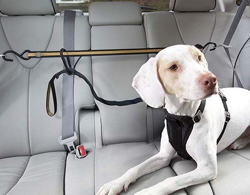 5 Best Car Ziplines for Dogs and How to Choose the Best One