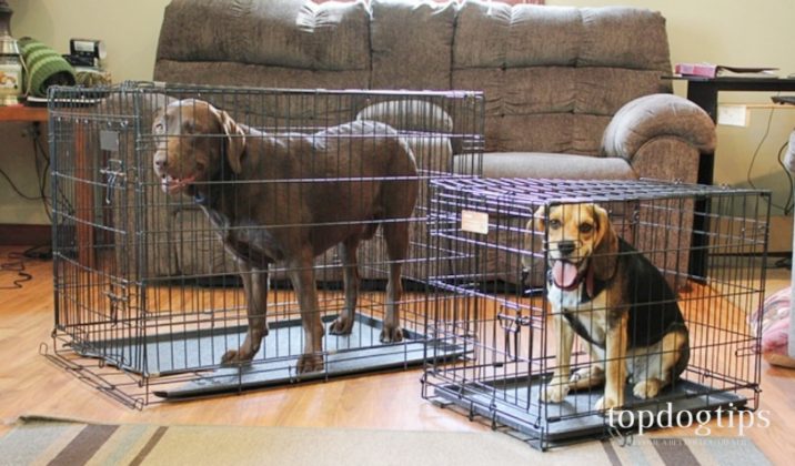 View of The 10 Best Dog Crates for Training and Other Tasks – Top Dog Tips