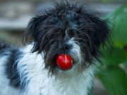 Can Dogs Have Tomato Sauce? Can Dogs Have Tomato Sauce