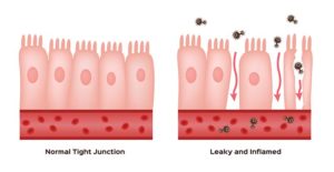 Leaky Gut in Dogs: A Real Thing or a Myth?