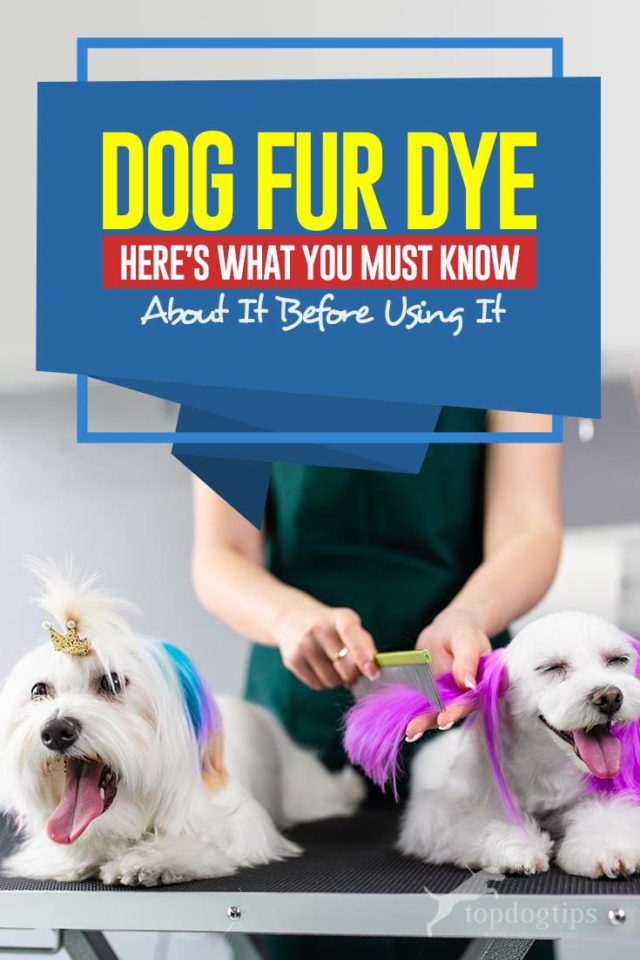 Dog Fur Dye What You Must Know About It Top Dog Tips