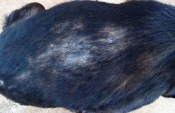 Dog Hair Loss: 5 Reasons Why It Happens and What To Do Dog Hair Loss - 5 Reasons Why It Happens and What To Do