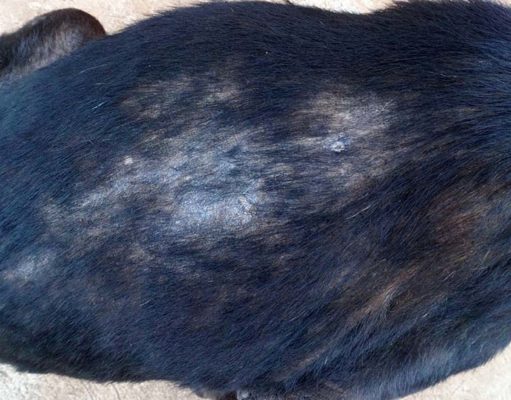 Dog Hair Loss: 5 Reasons Why It Happens and What To Do Dog Hair Loss - 5 Reasons Why It Happens and What To Do