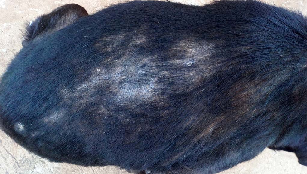 what does it mean when your dog loses hair