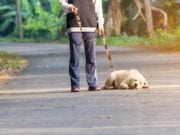 Dog Having Trouble Walking: 10 Reasons Why and What to Do Dog Having Trouble Walking - 10 Reasons Why and What to Do