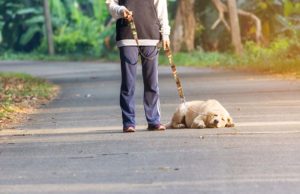 Dog Having Trouble Walking: 10 Reasons Why and What to Do Dog Having Trouble Walking - 10 Reasons Why and What to Do