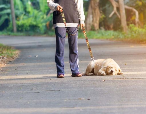 Dog Having Trouble Walking: 10 Reasons Why and What to Do Dog Having Trouble Walking - 10 Reasons Why and What to Do