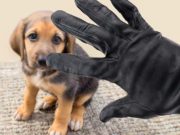 Dog Stealing: How It Works and How to Protect Your Pets Dog Stealing - How It Works and How to Protect Your Pets