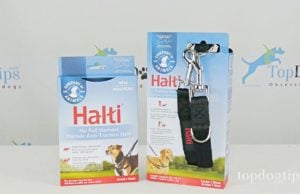 Review: Halti No-Pull Harness and Training Lead Halti No-Pull Harness and Training Lead Giveaway