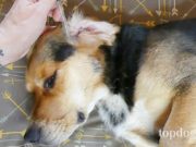 3 Best Home Remedies for Ear Mites in Dogs Home Remedies for Ear Mites in Dogs
