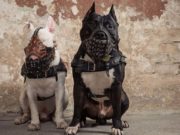 How Dog Fighting Business Works How Dog Fighting Business Works