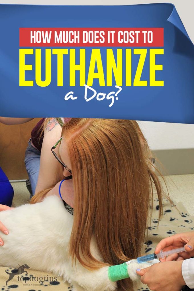 How Much Does It Cost to Euthanize a Dog?
