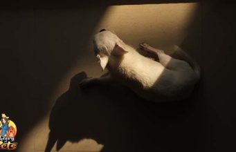 TOP #102: How to Calm Your Dog’s Anxiety How to Calm Your Dog's Anxiety