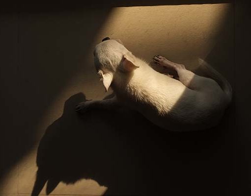 TOP #102: How to Calm Your Dog’s Anxiety How to Calm Your Dog's Anxiety