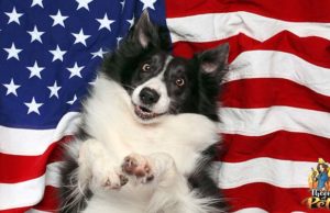 TOP #101: How to Keep Dogs Safe on the Fourth of July How to Keep Dogs Safe on 4th of July