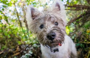How to Remove Stains from White Dog Fur How to Remove Stains from White Dog Fur
