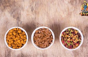 TOP #103: How to Transition Dogs to a New Diet How to Transition Dogs to a New Diet