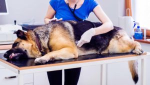Leaky Gut in Dogs: A Real Thing or a Myth?