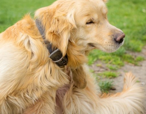 My 3 Favorite Home Remedies for Fleas on Dogs My 3 Favorite Home Remedies for Fleas On Dogs