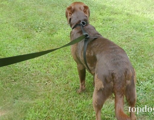 Review: MyOneLeash All-In-One Leash, Collar and Harness MyOneLeash Review
