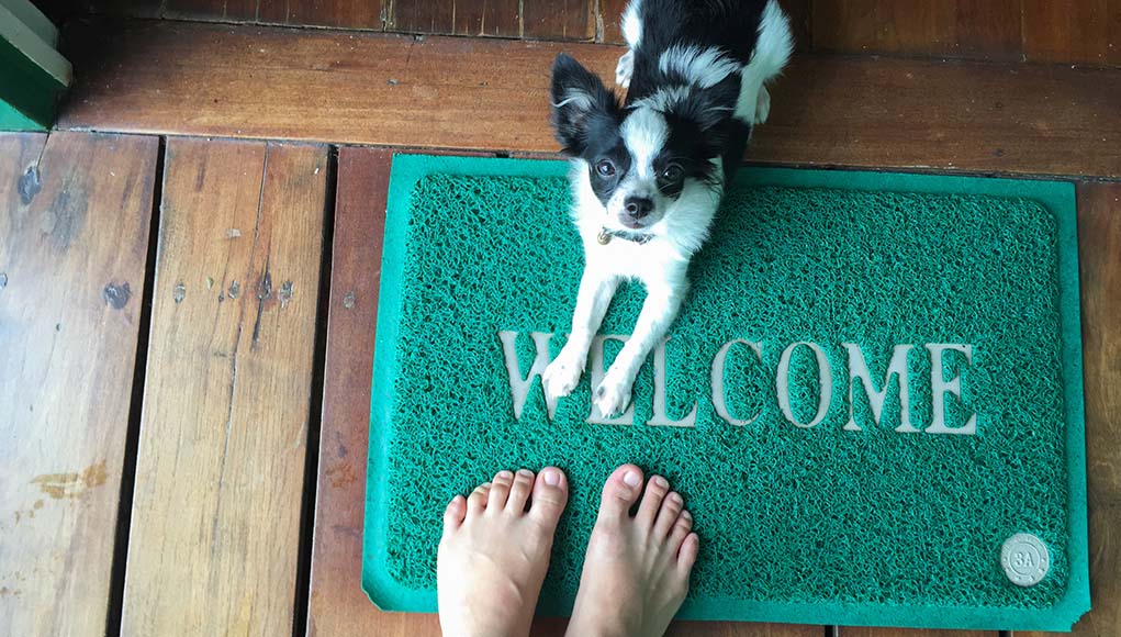 dog take care near me