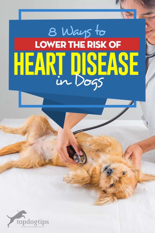 8 Ways to Lower the Risk of Heart Disease in Dogs