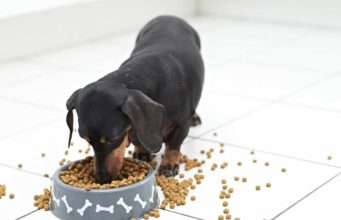 The Best No Mess Dog Water and Food Bowls The Best No Mess Dog Water Bowls