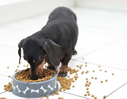 The Best No Mess Dog Water and Food Bowls The Best No Mess Dog Water Bowls