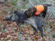 The Plague and Your Dog The Plague and Your Dog