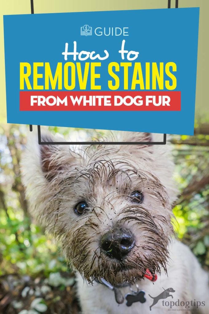 How to Remove Stains from White Dog Fur Top Dog Tips