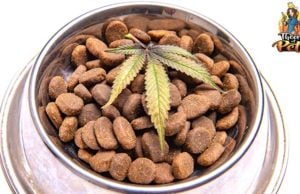 TOP #104: What Types of CBD Products Are Best for Your Dog What Types of CBD Products Are Best for Your Dog
