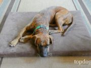 Review: Woofmat Orthopedic Dog Bed sleeping dog on bed