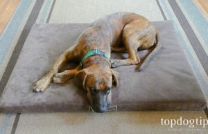 Review: Woofmat Orthopedic Dog Bed sleeping dog on bed