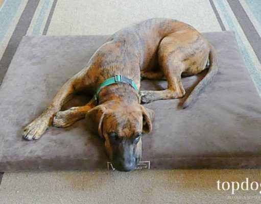 Review: Woofmat Orthopedic Dog Bed sleeping dog on bed