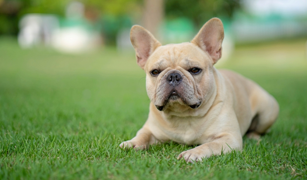 How Old Is My Dog 5 Ways To Tell A Dog s Age By Yourself