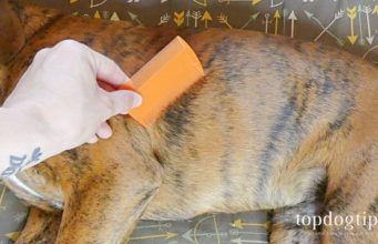 How to Get Rid of Fleas on Puppies how to get rid of fleas on puppies