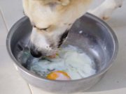 12 Human Foods for Dog’s Shiny Coat Human Foods For Dog's Shiny Coat: