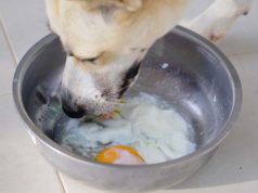 12 Human Foods for Dog’s Shiny Coat