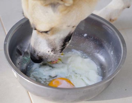 12 Human Foods for Dog’s Shiny Coat Human Foods For Dog's Shiny Coat:
