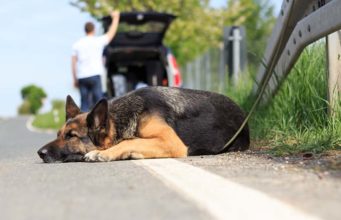 26 Ways Bad Dog Owners Ruin Pet Ownership for Everyone Else 26 Ways Bad Dog Owners Ruin Pet Ownership for Everyone Else
