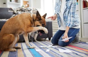 5 Things Owners Wish They Knew Before Adopting a Dog 5 Things Owners Wish They Knew Before Adopting a Dog
