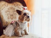 8 Best Dog Wedding Dresses 8 Best Dog Wedding Dresses