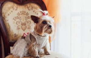 8 Best Dog Wedding Dresses 8 Best Dog Wedding Dresses